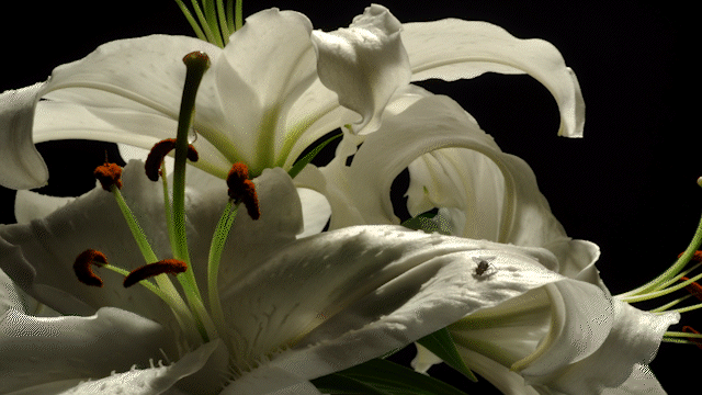 lush white lilies